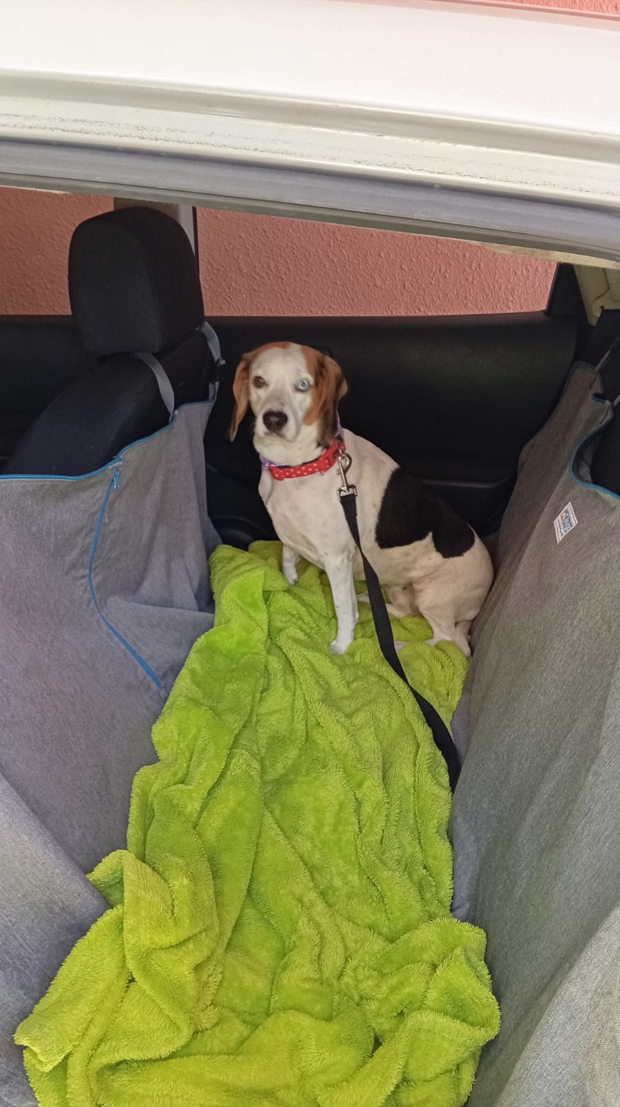 Travel Agency Pet-Friendly
